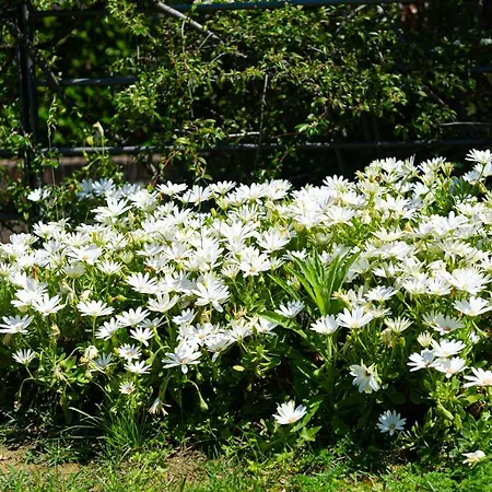 Bed & Breakfast L'angolo Di Lore 4*