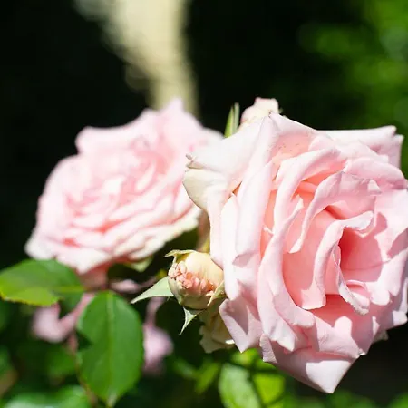 L'angolo Di Lore Fano